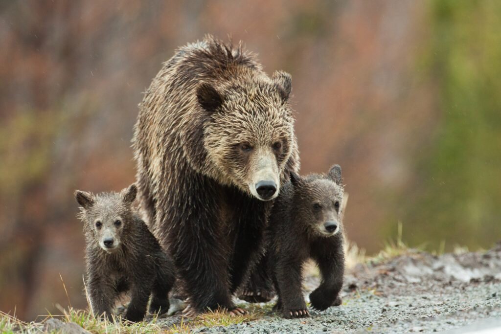 yellowstone grizzly
