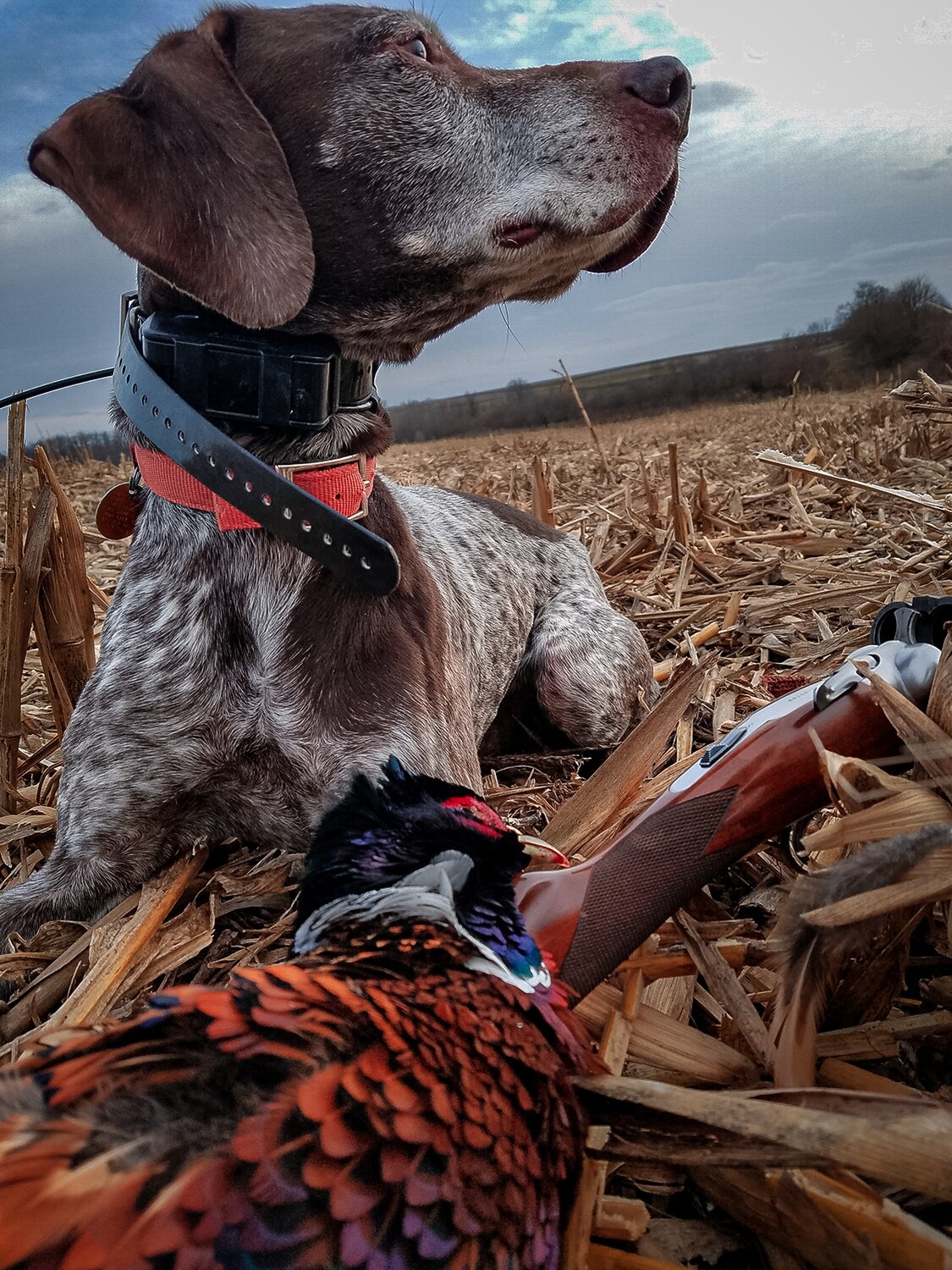 dog and ringneck pheasant 