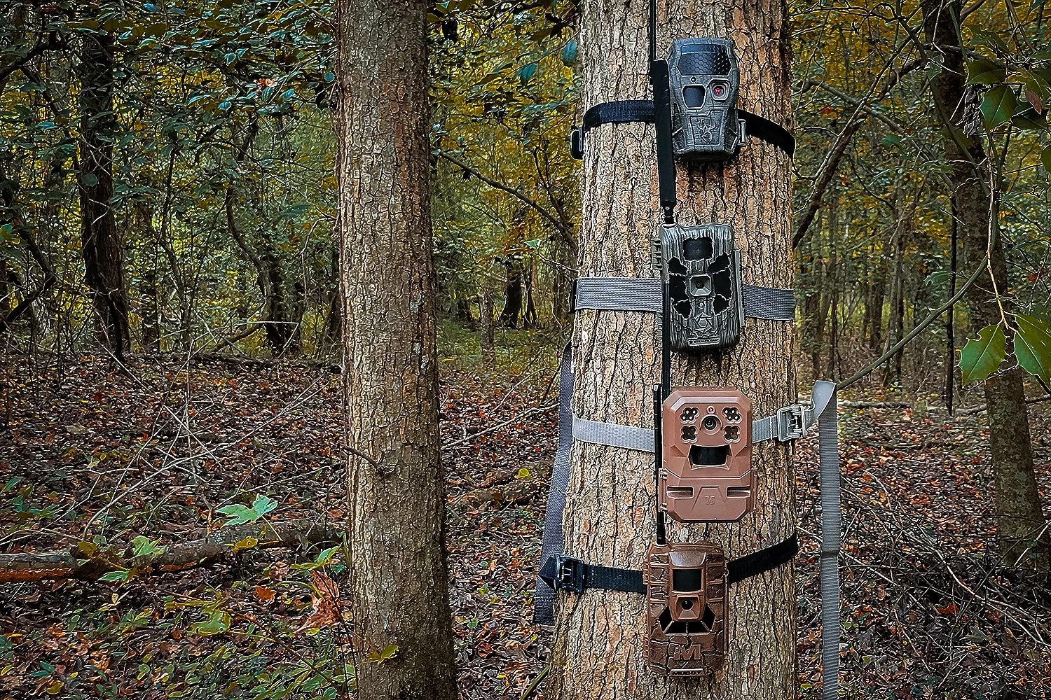trail cameras