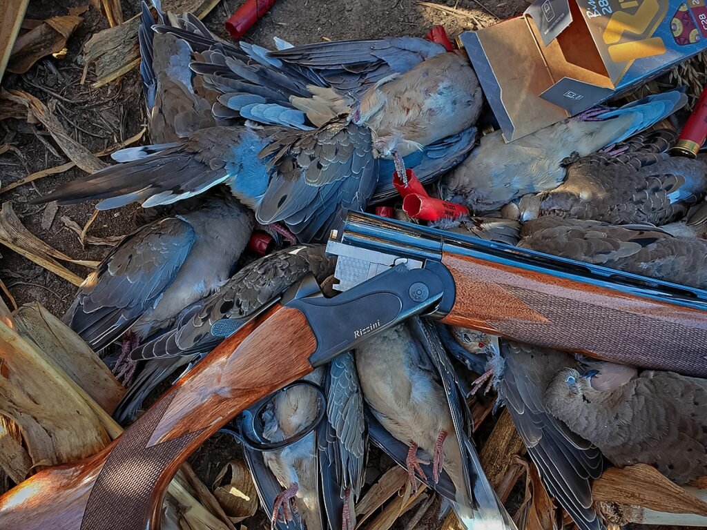 dove hunt