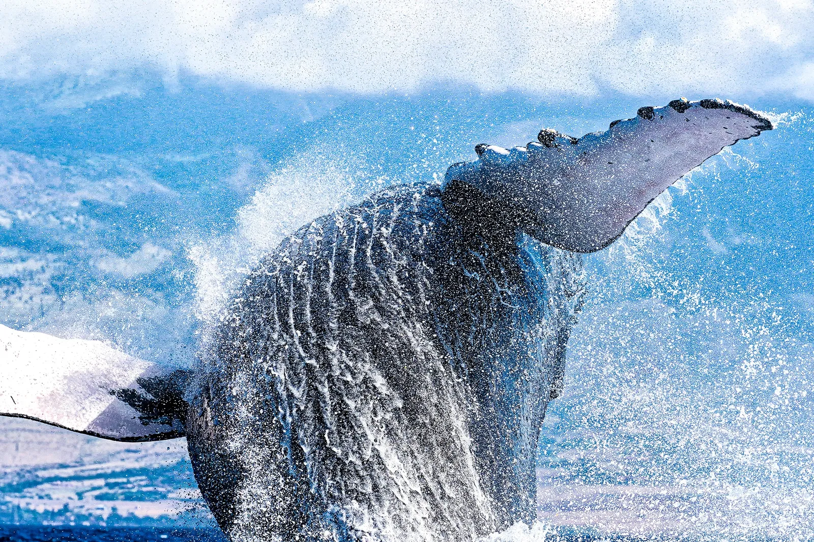 breaching whale