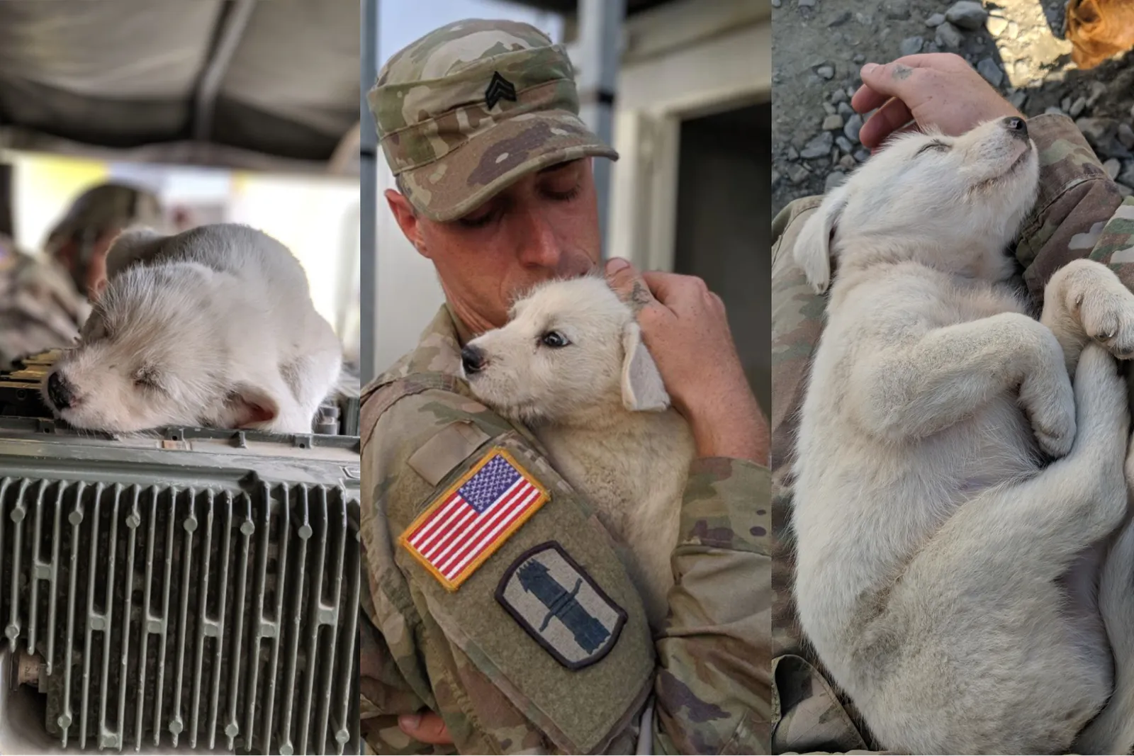 No Dog Left Behind