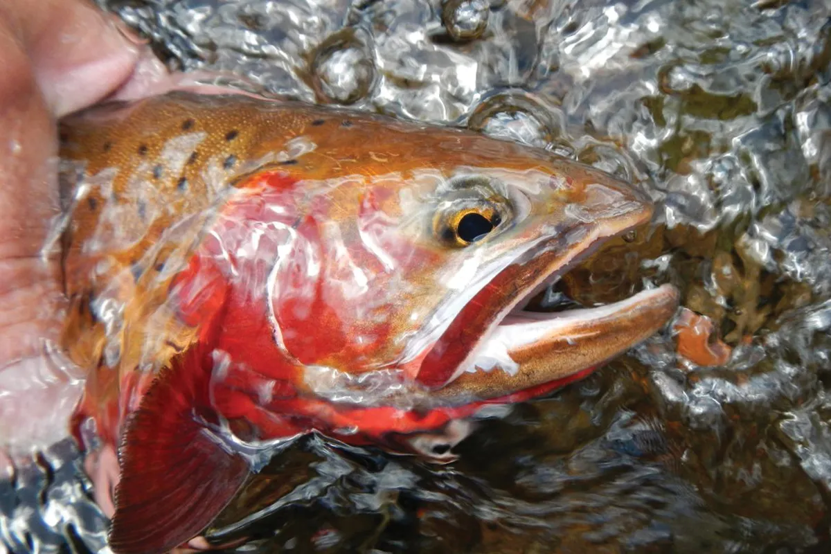 colorado cutthroat trout