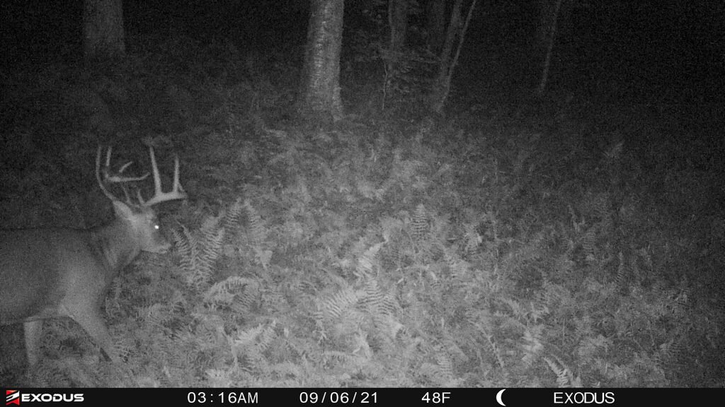 trail camera photo of whitetail buck