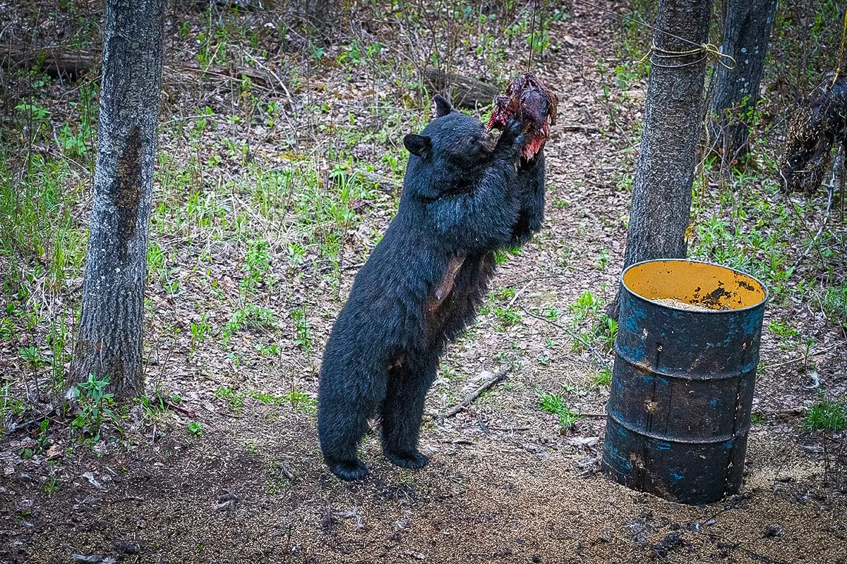 bear baiting