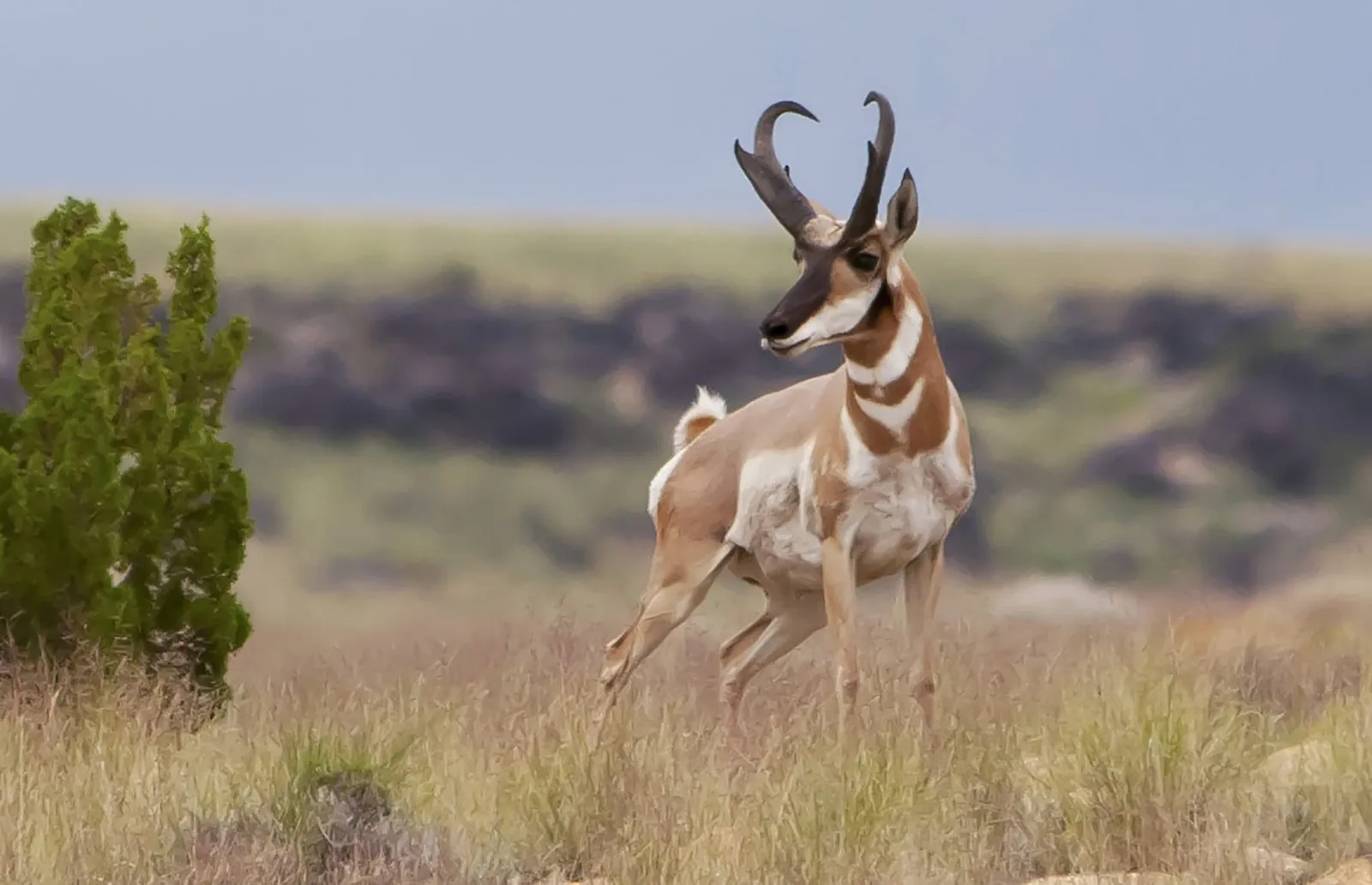 pronghorn