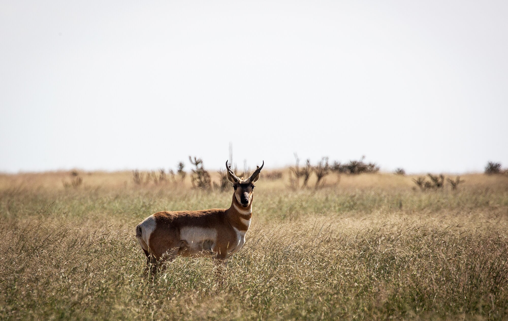 pronghorn buck standing broadside
