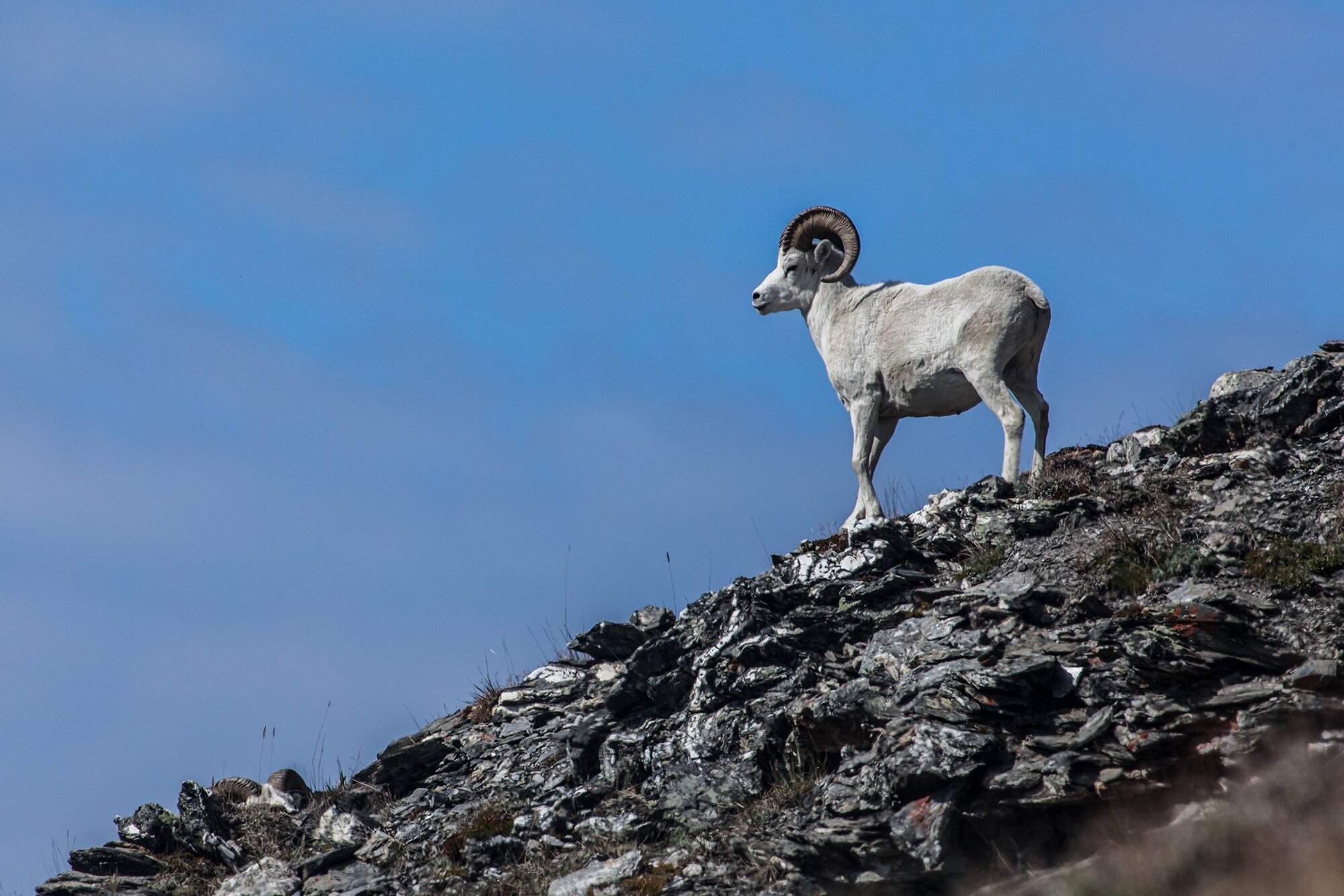 dall sheep