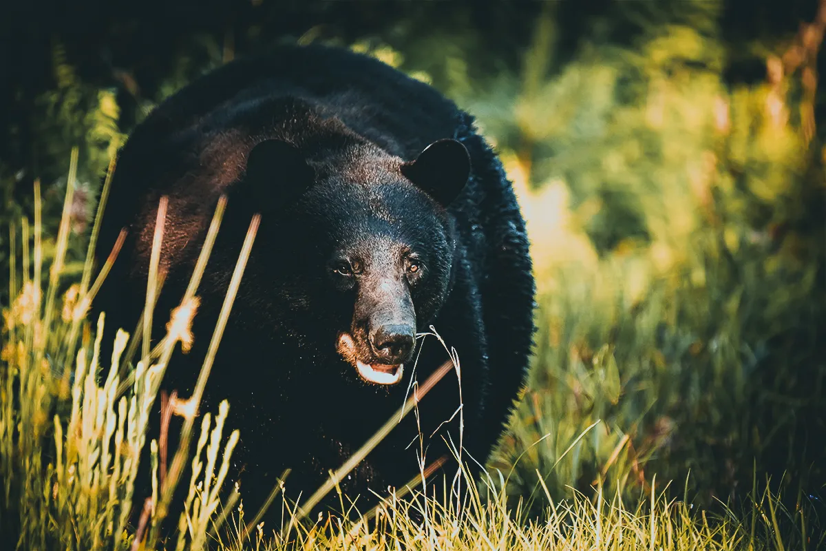 black bear attacks
