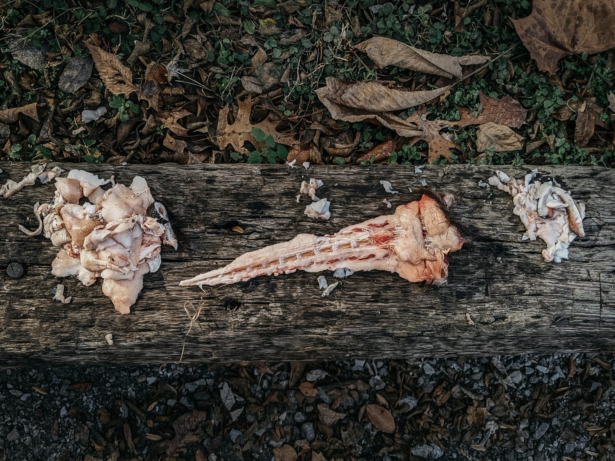 beaver tails