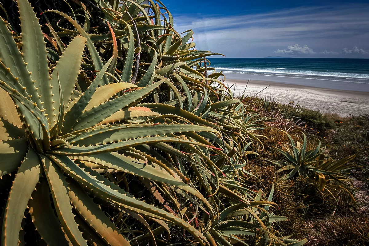 wild aloe