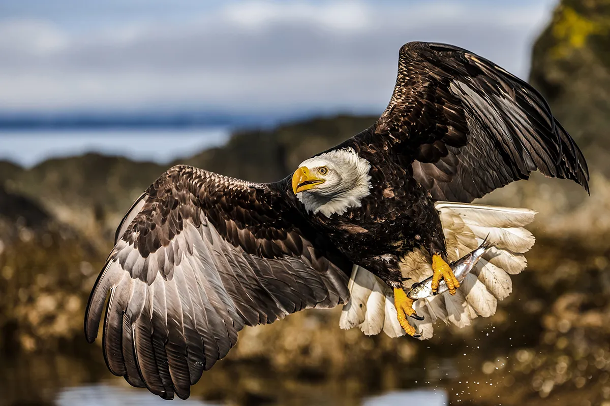 bald eagle