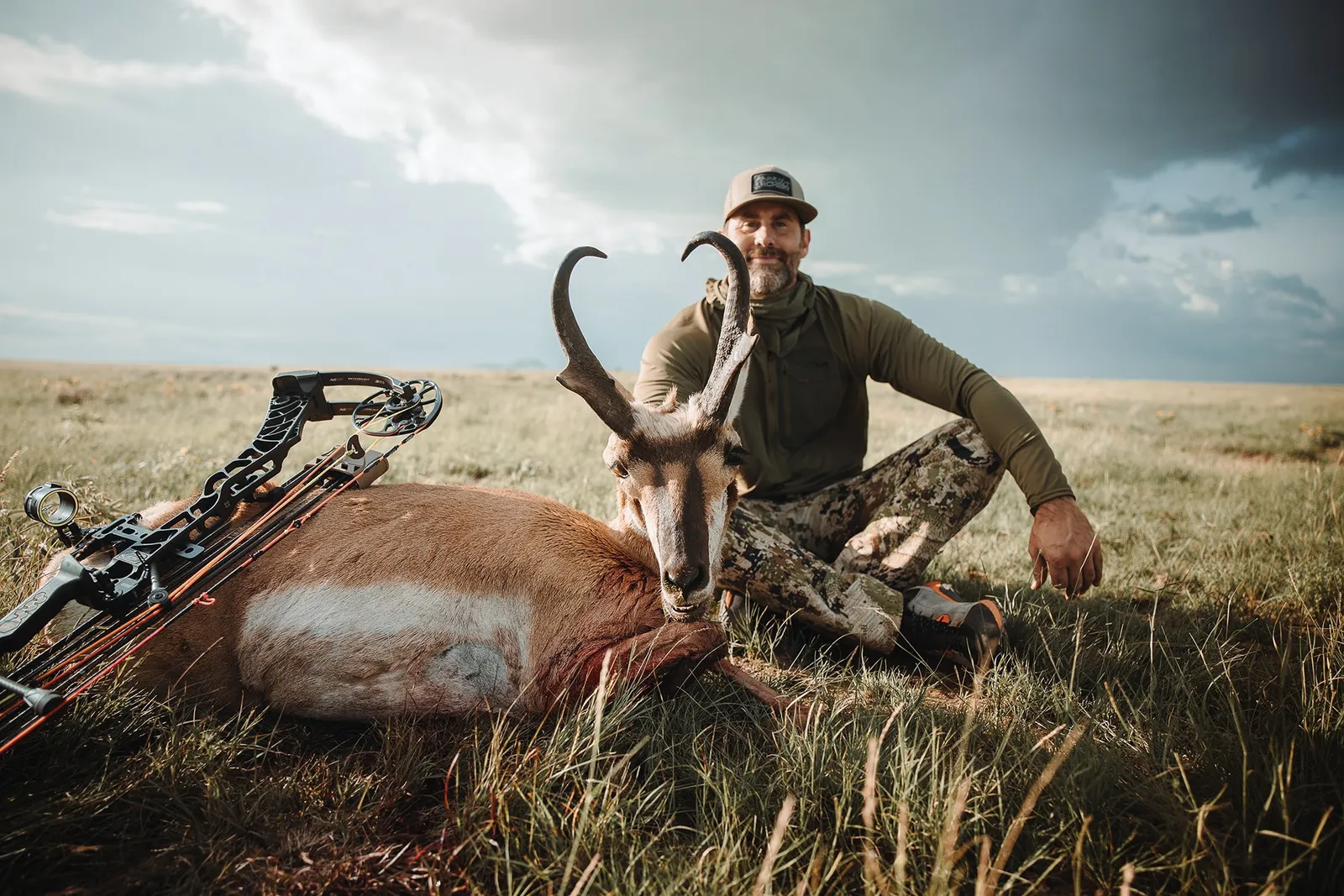 pronghorn antelope