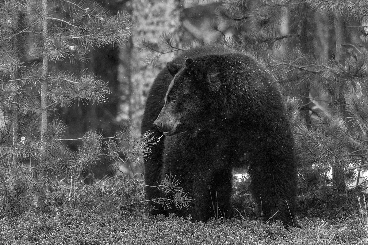 bear hunt