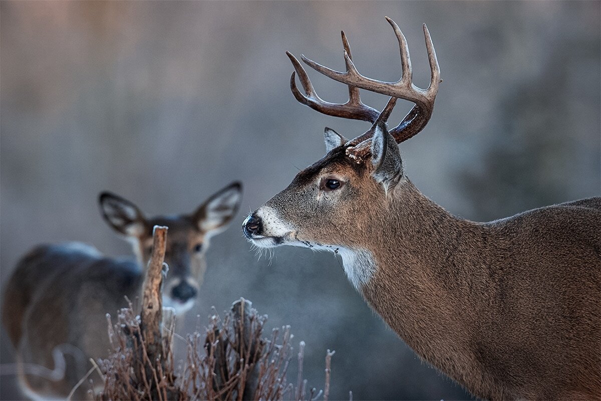 Gestation period for whitetail deer