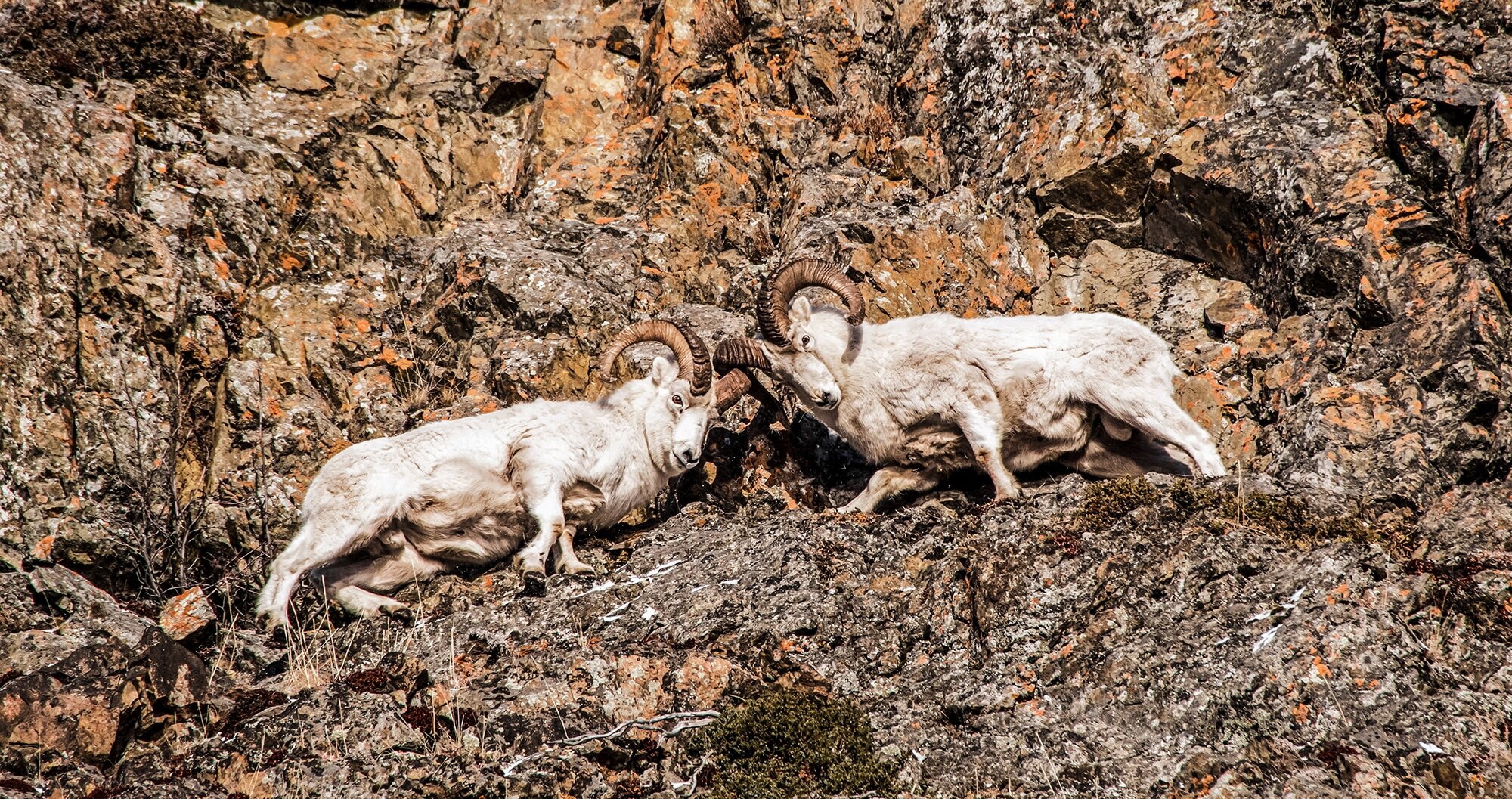dall sheep