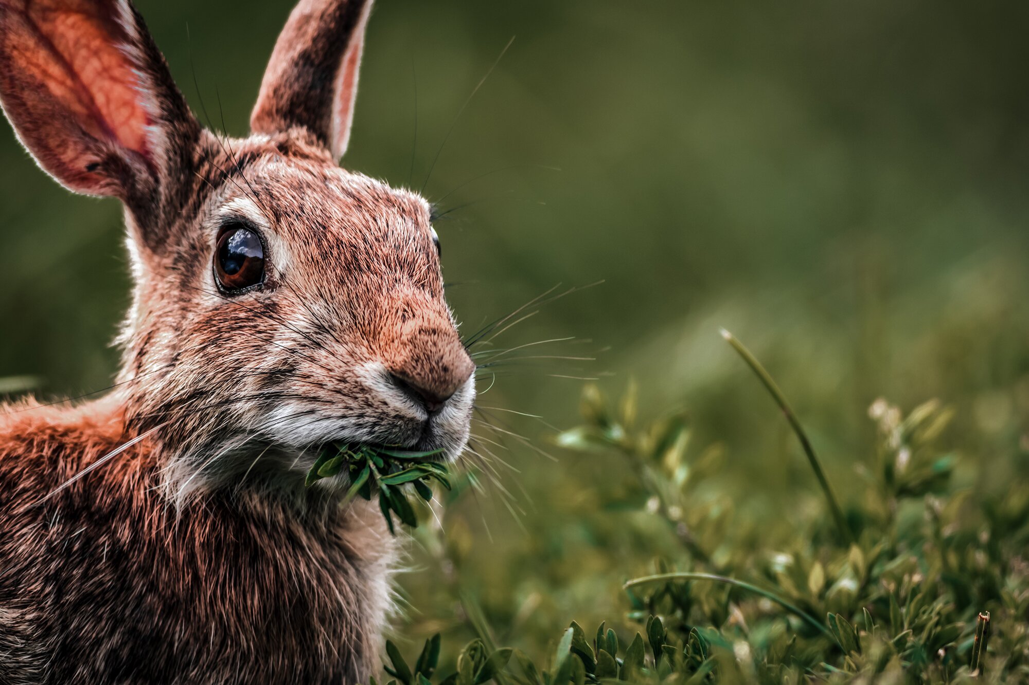 rabbit snare