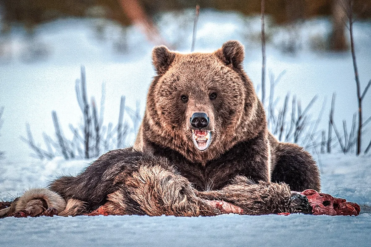 grizzly crashes wedding
