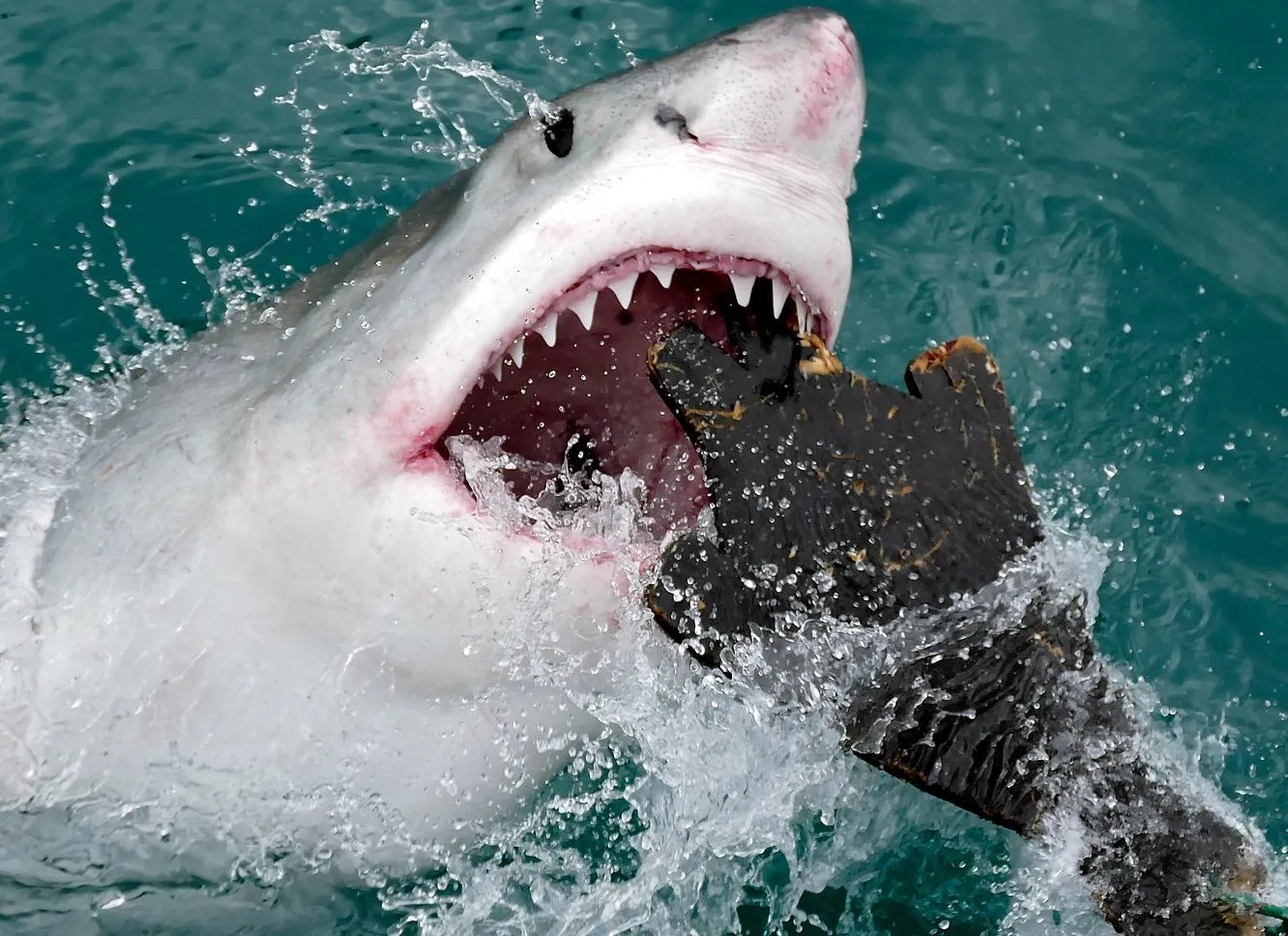great white shark