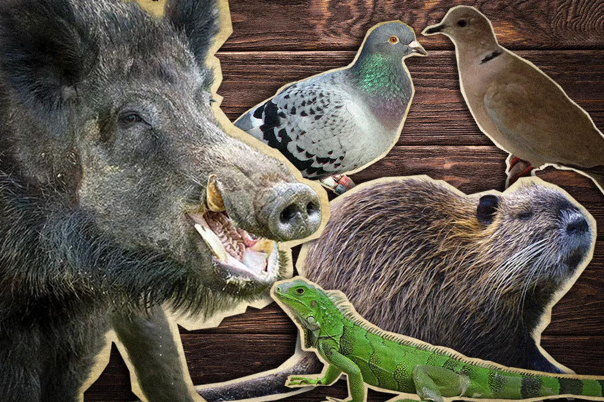 hog pigeon dove nutria iguana oh my
