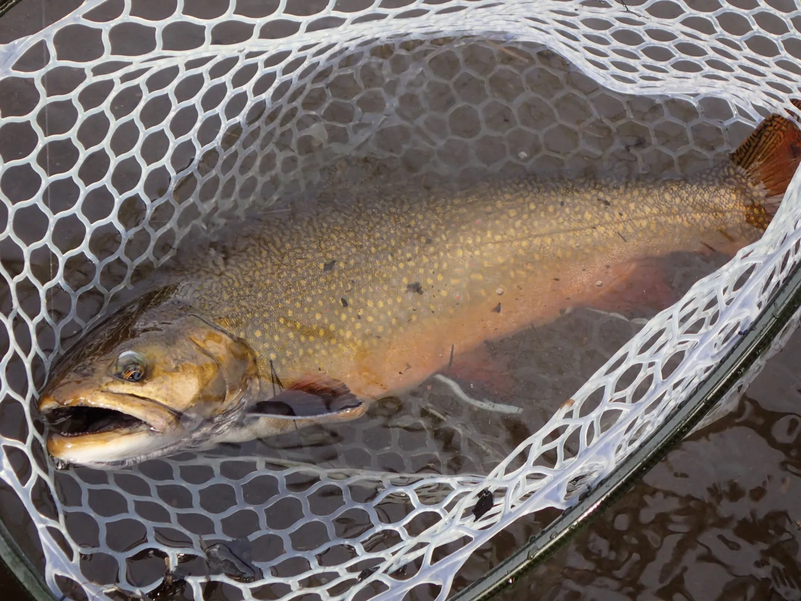 Pond in the River brook trout