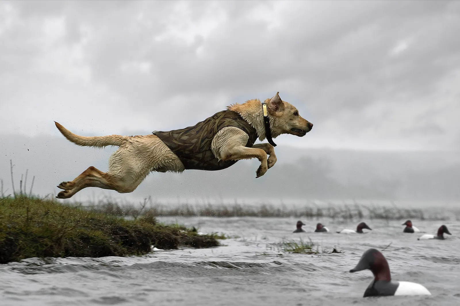 Underdogs: 4 Hunting Dogs That Beat Death and Got Back in the Field