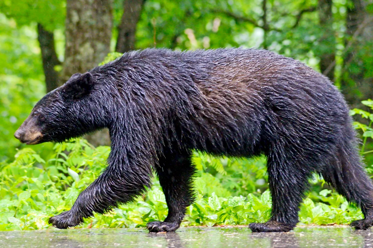 washington bear
