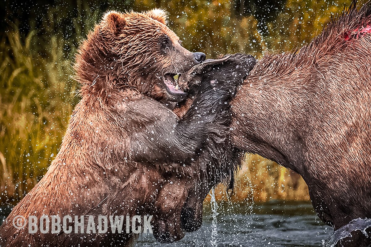 brown bear vs. moose