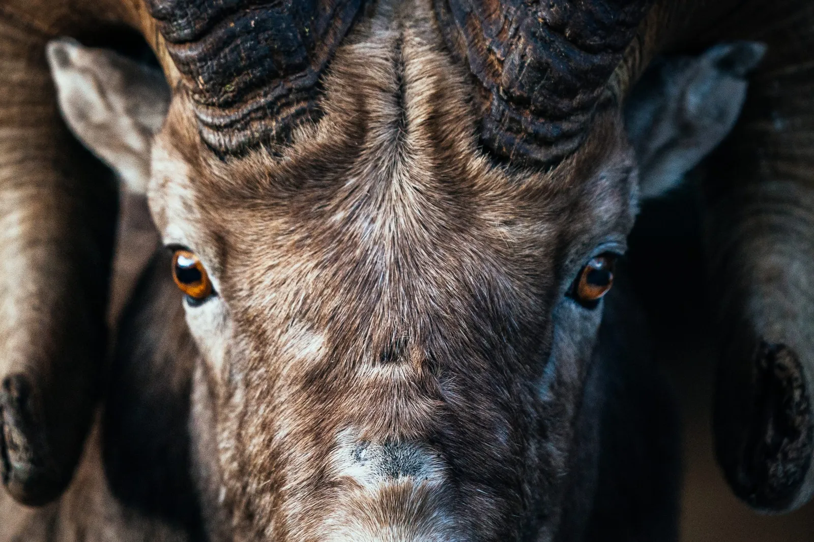 The Art of Conservation: Yeti Presents ‘Wild Sheep’