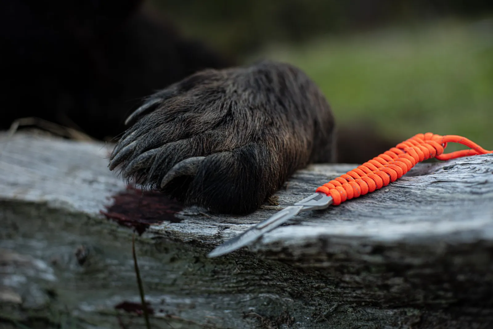 Review: The Tyto 1.1 is a Knife Every Outdoorsman Should Own