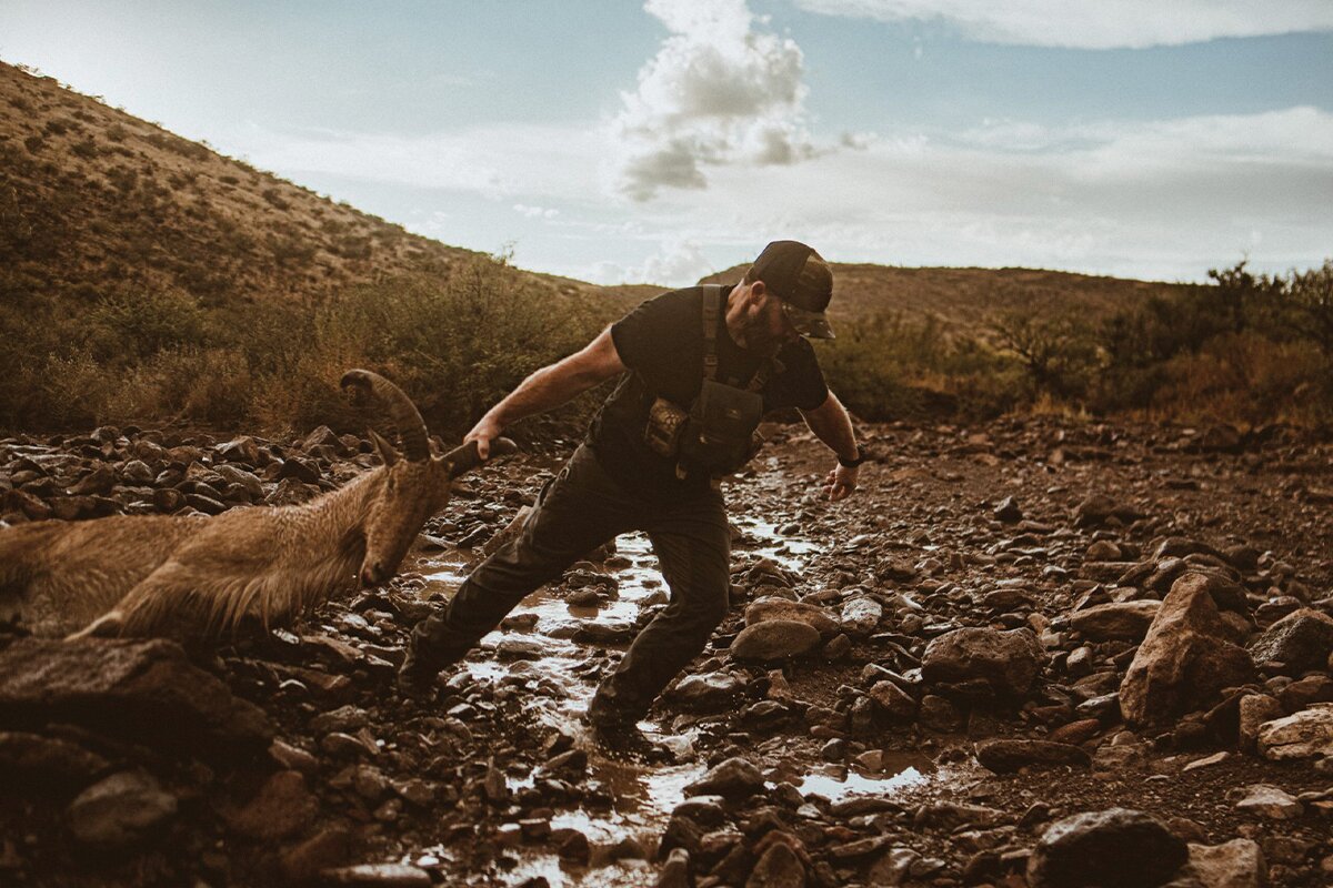 aoudad hunt