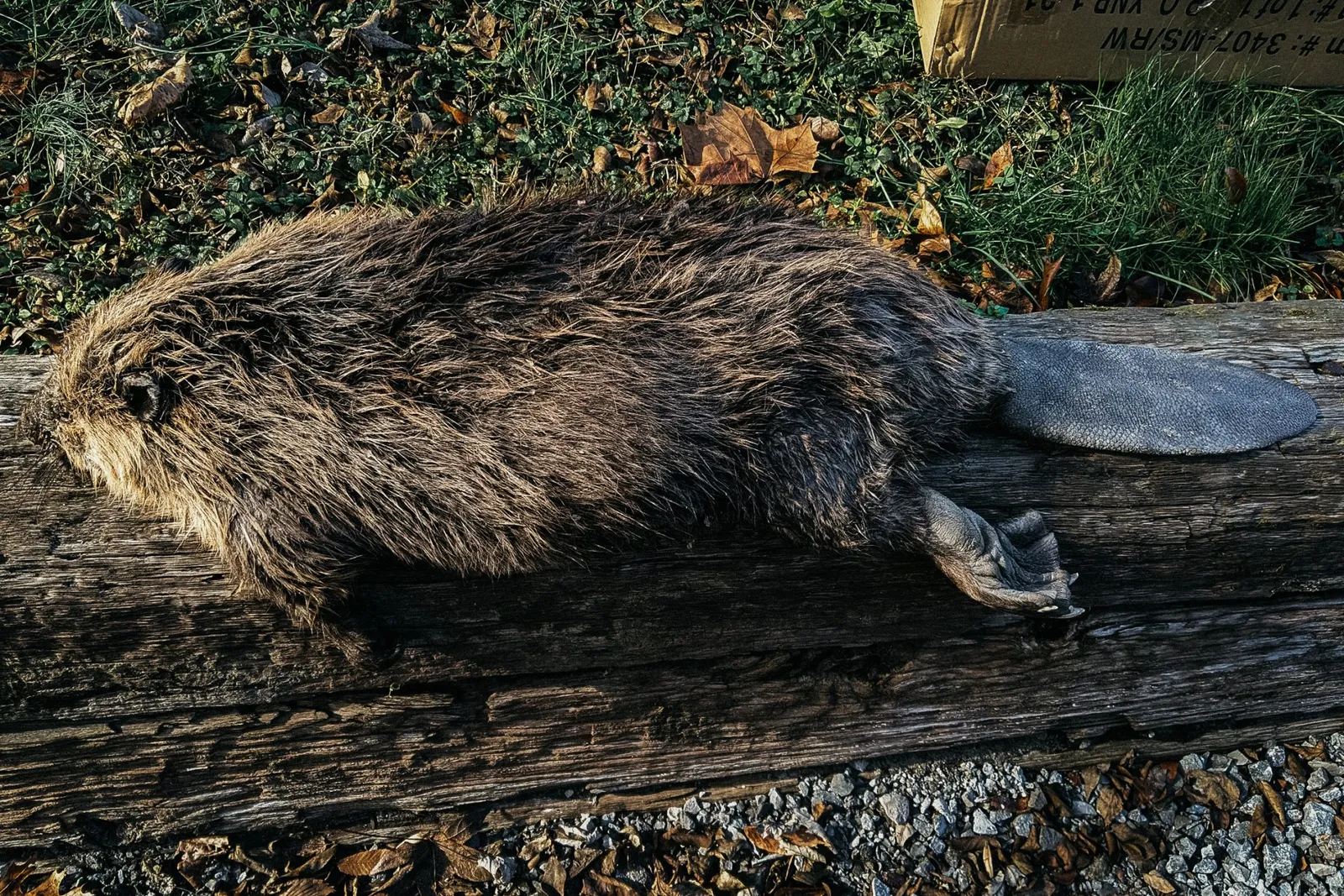 beaver tails