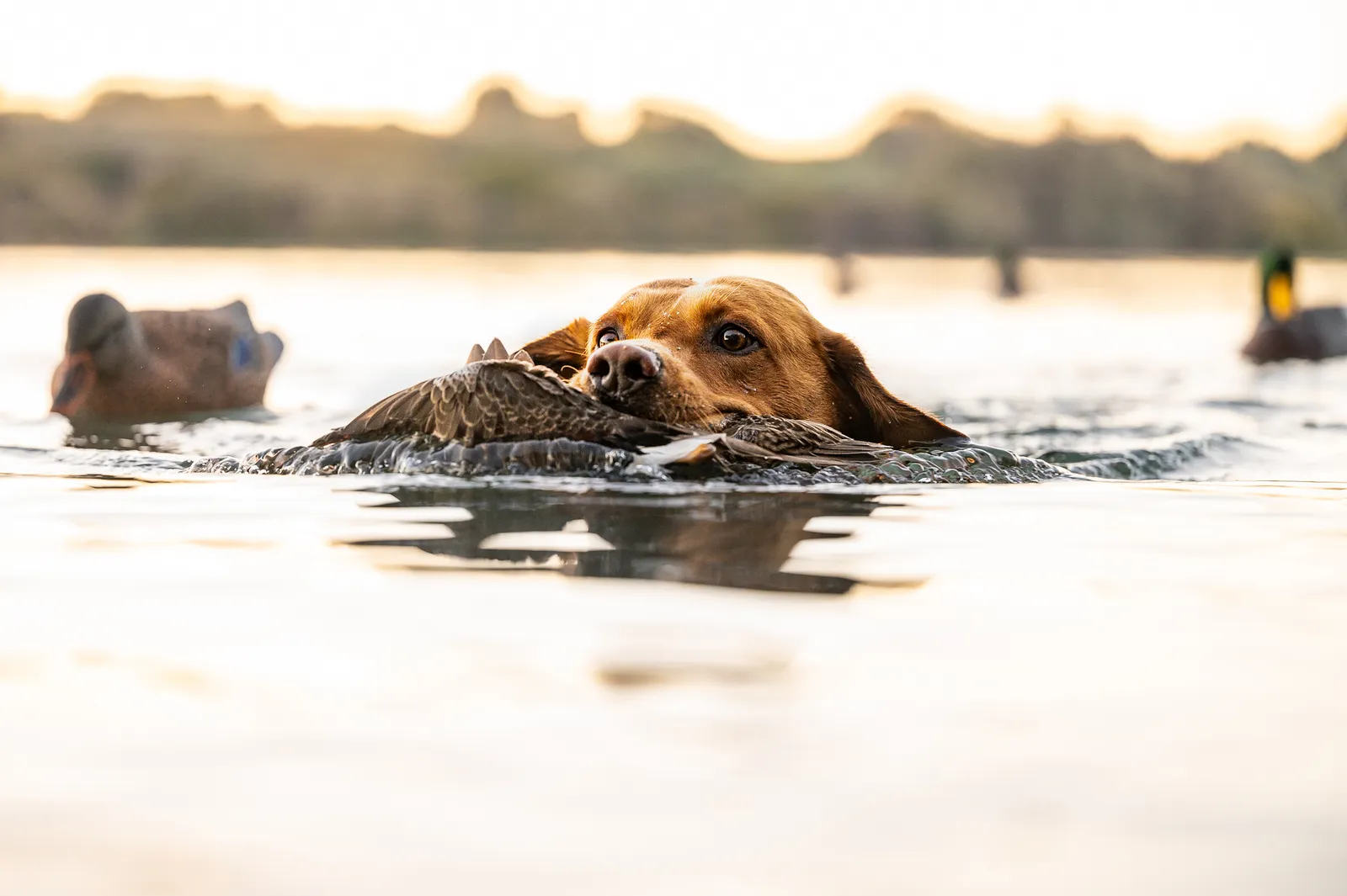 labrador retriever hunting dog