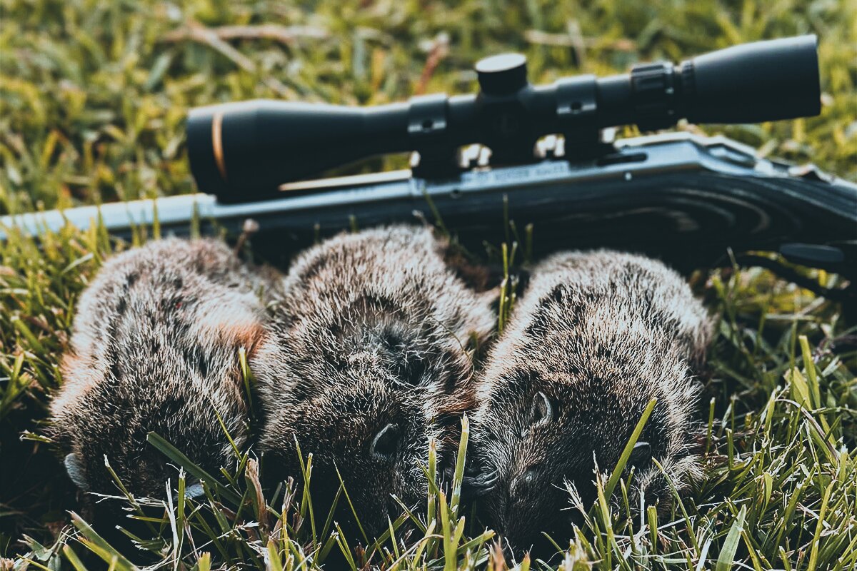 varmints