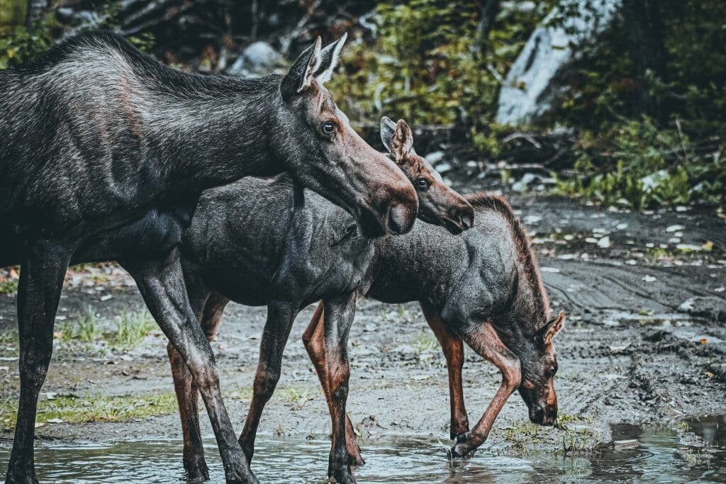 moose cow and calves