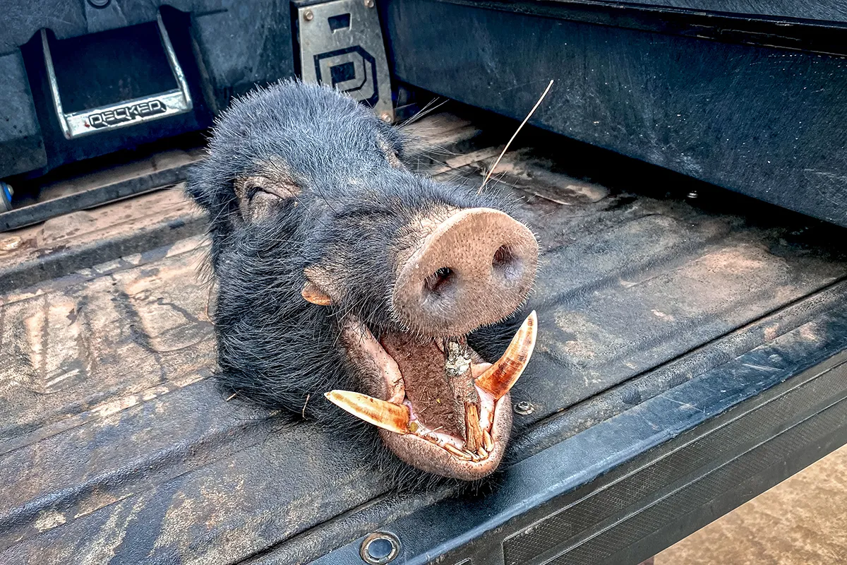 Hawaiian Cast ‘N’ Blast, Part 2: Hunting Hogs and Spearing Giant Trevally