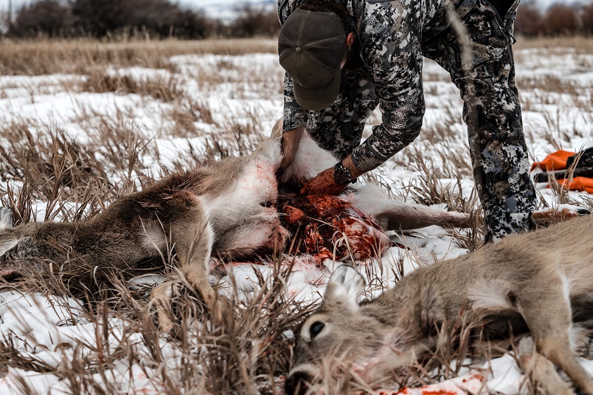 field dressing a deer