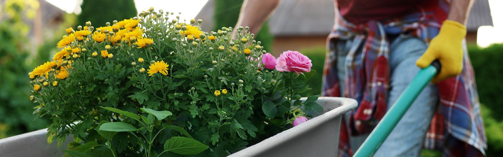A person with yellow gloves pushes a wheelbarrow with blooming plants sitting inside. 