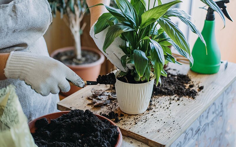 Someone wearing an apron works on repotting their plants using fresh soil. 