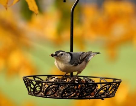 Bird Seed & Feeders