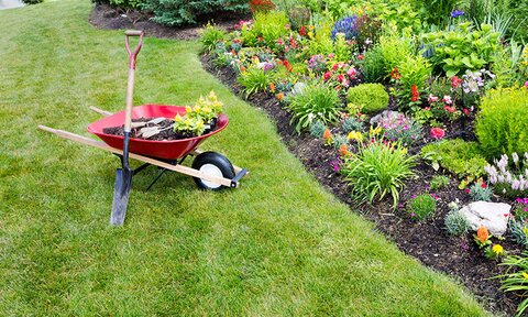 A well-taken care of home garden and a wheelbarrow of supplies. 