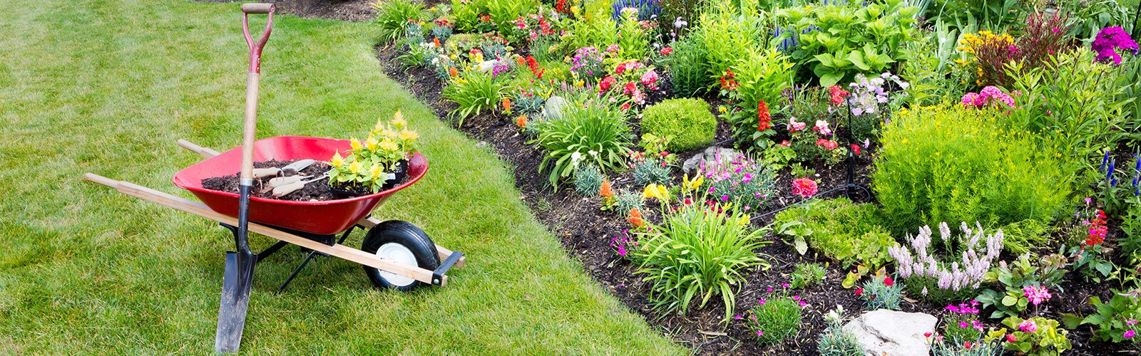 A well-taken care of home garden and a wheelbarrow of supplies. 