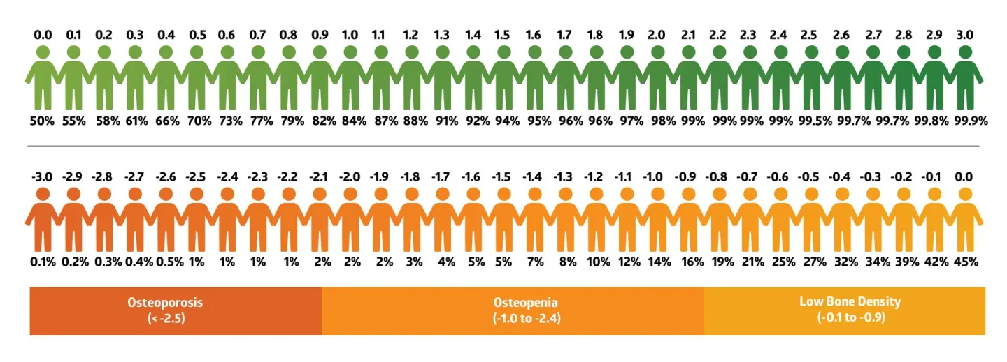 DEXA Scan - Scores & Everything You Need to Know | AlgaeCal