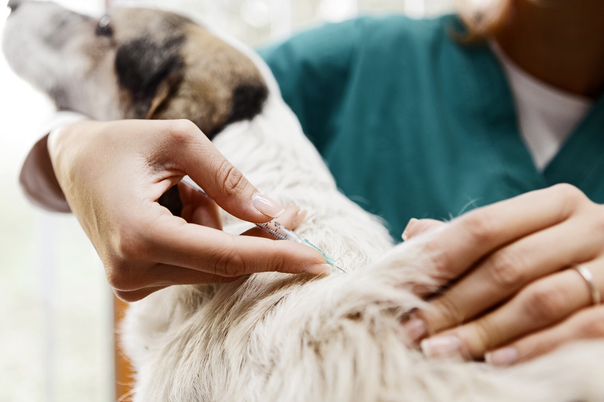 Managing Diabetes in Dogs: A Comprehensive Guide | Australia’s #1 Pet ...