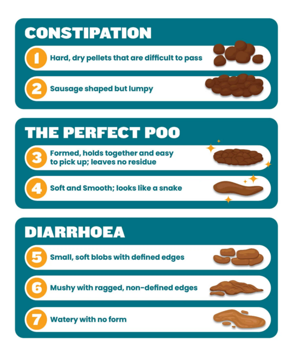 The Scoop on Your Dog's Poop: What Your Dog's Stool says about their ...
