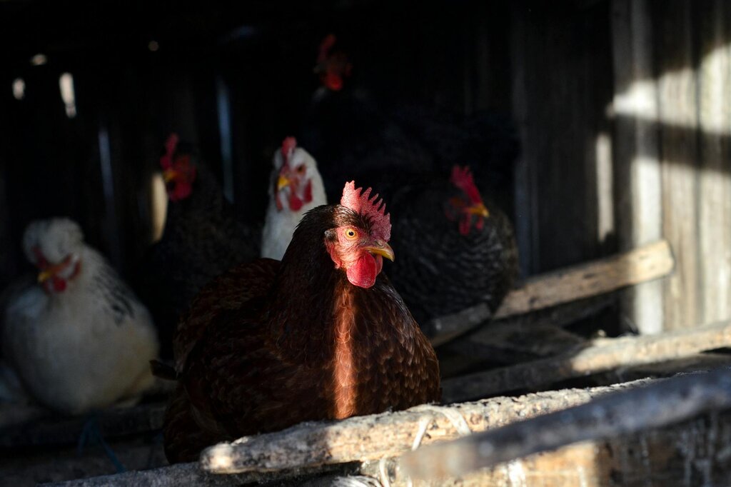 Chicken Behaviour Explained: What your flock is telling you | Australia ...