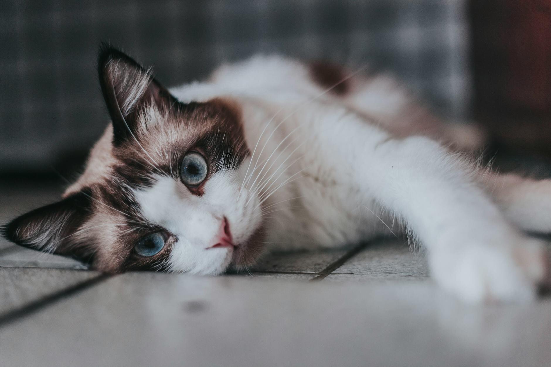 Photo inspiration: Gallery Detail: Lymphoma In Cats Types Causes Symptoms And Treatment