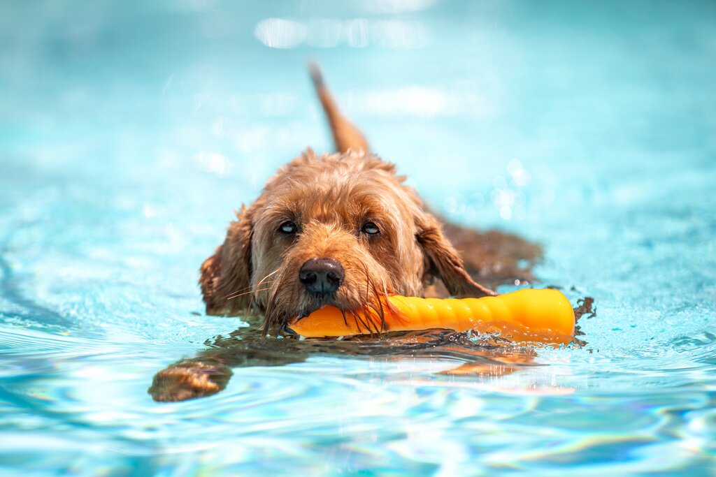 Swimming Safety for Dogs | Australia’s #1 Pet Store | Pet Circle