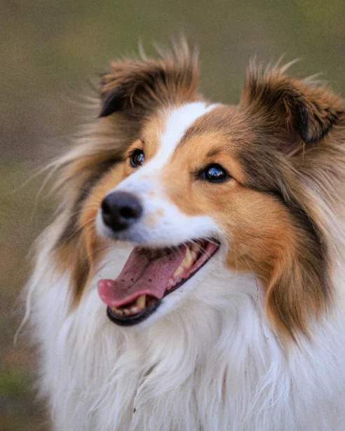Shetland Sheepdog Breed Guide: Health, Personality, and Care ...