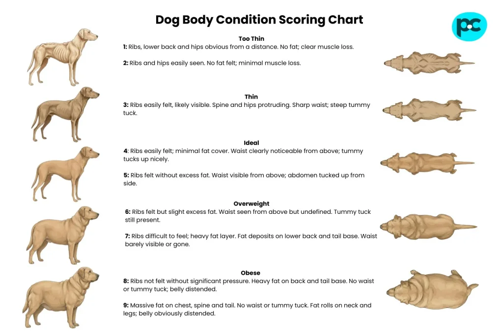 How To Do A Health Check On Your Pet | Australia’s #1 Pet Store | Pet ...